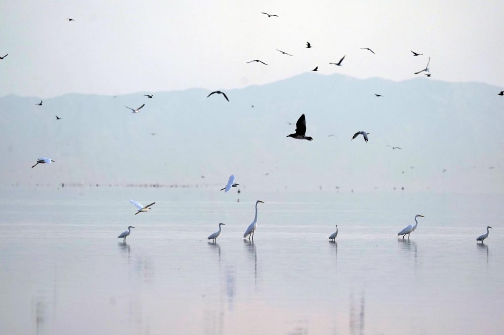 Birds take flight in the Salton Sea on the Sonny Bono Salton Sea National Wildlife Refuge