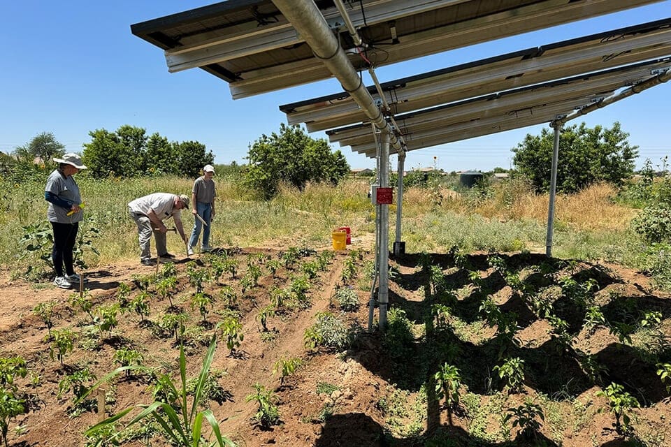 Rows of crops growing under solar panels